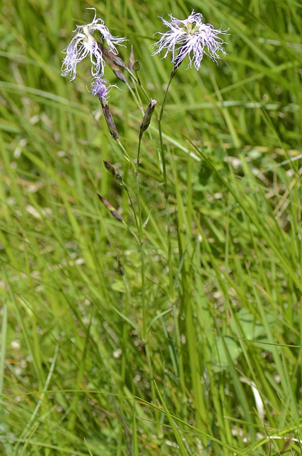 Dianthus superbus / Garofano superbo